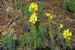 Linaria vulgaris subsp. vulgaris (Linaria comune)