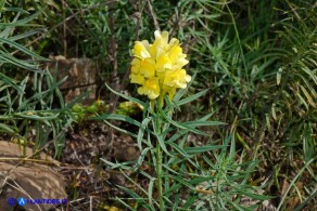 Linaria vulgaris (Linaria comune)