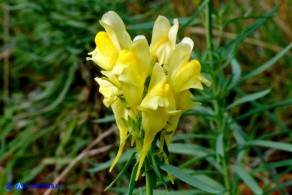 Linaria vulgaris subsp. vulgaris (Linaria comune)