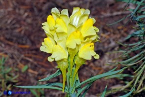 Linaria vulgaris subsp. vulgaris (Linaria comune)