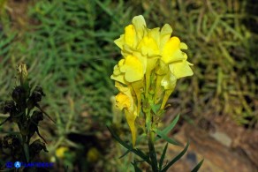 Linaria vulgaris subsp. vulgaris (Linaria comune)