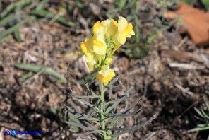 Linaria vulgaris subsp. vulgaris (Linaria comune)