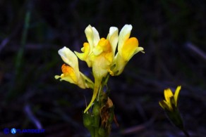 Linaria vulgaris subsp. vulgaris (Linaria comune)