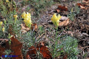 Linaria vulgaris subsp. vulgaris (Linaria comune)