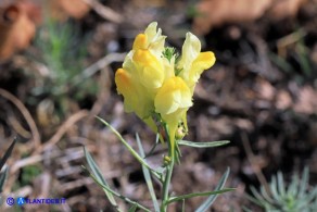Linaria vulgaris subsp. vulgaris (Linaria comune)