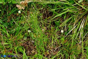 Linum catharticum subsp. catharticum (Lino catartico)