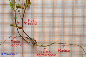 Linum catharticum subsp. catharticum (Lino catartico): la base della pianta