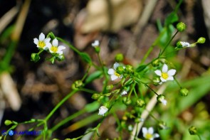 Linum catharticum subsp. catharticum (Lino catartico)