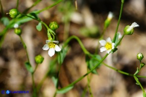 Linum catharticum subsp. catharticum (Lino catartico)