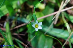 Linum catharticum subsp. catharticum (Lino catartico)