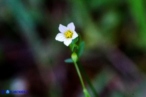 Linum catharticum subsp. catharticum (Lino catartico)