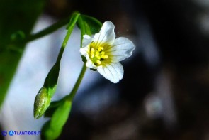 Linum catharticum subsp. catharticum (Lino catartico)