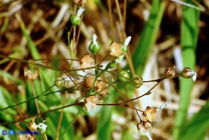 Linum catharticum subsp. catharticum (Lino catartico)