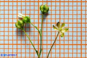 Linum catharticum subsp. catharticum (Lino catartico)