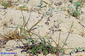 Lomelosia rutifolia (Vedovina a foglie di ruta)
