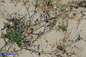 Lomelosia rutifolia (Vedovina a foglie di ruta)