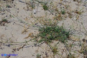 Lomelosia rutifolia (Vedovina a foglie di ruta)