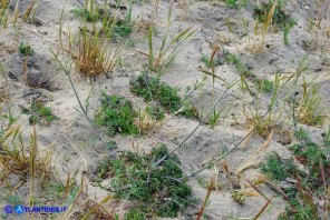 Lomelosia rutifolia (Vedovina a foglie di ruta)