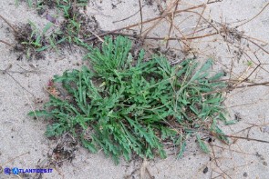 Lomelosia rutifolia (Vedovina a foglie di ruta)