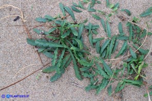 Lomelosia rutifolia (Vedovina a foglie di ruta)