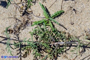 Lomelosia rutifolia (Vedovina a foglie di ruta)