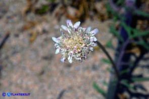 Lomelosia rutifolia (Vedovina a foglie di ruta)