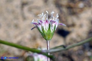 Lomelosia rutifolia (Vedovina a foglie di ruta)