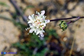 Lomelosia rutifolia (Vedovina a foglie di ruta)