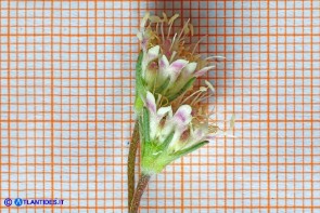 Lomelosia rutifolia (Vedovina a foglie di ruta)