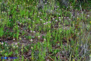 Lomelosia simplex subsp. simplex (Vedovina semplice)