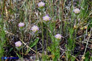 Lomelosia simplex subsp. simplex (Vedovina semplice)