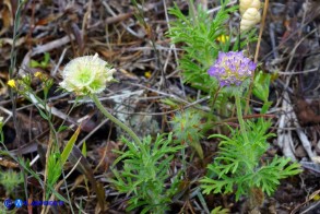 Lomelosia simplex subsp. simplex (Vedovina semplice)