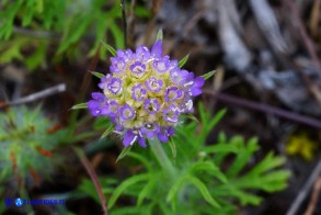 Lomelosia simplex subsp. simplex (Vedovina semplice)