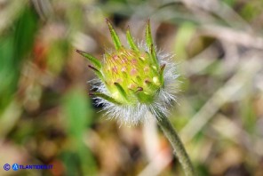 Lomelosia simplex subsp. simplex (Vedovina semplice)