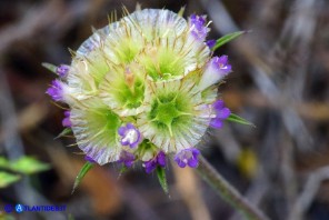 Lomelosia simplex subsp. simplex (Vedovina semplice)