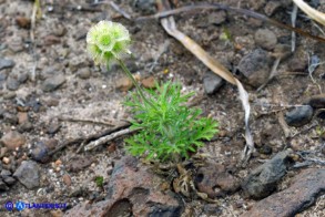 Lomelosia simplex subsp. simplex (Vedovina semplice)