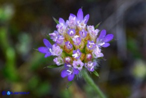 Lomelosia simplex subsp. simplex (Vedovina semplice)