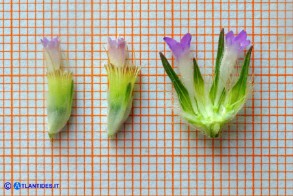 Lomelosia simplex subsp. simplex (Vedovina semplice): il fiore