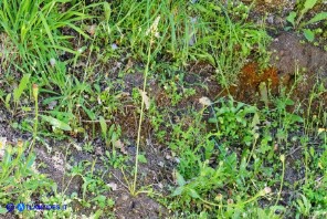 Loncomelos pyrenaicum subsp. pyrenaicum (Latte di gallina dei Pirenei)