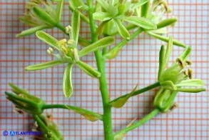 Loncomelos pyrenaicum subsp. pyrenaicum (Latte di gallina dei Pirenei)