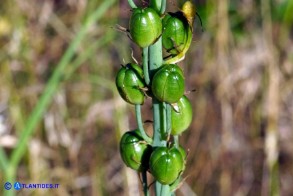 Loncomelos pyrenaicum subsp. pyrenaicum (Latte di gallina dei Pirenei): le capsule