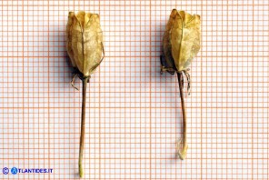 Loncomelos pyrenaicum subsp. pyrenaicum (Latte di gallina dei Pirenei): le capsule mature