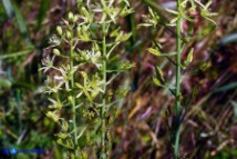 Loncomelos pyrenaicus subsp. pyrenaicus (Latte di gallina dei Pirenei)