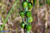 Loncomelos pyrenaicus subsp. pyrenaicus (Latte di gallina dei Pirenei): i frutti