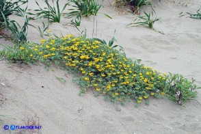 Lotus creticus (Ginestrino delle spiagge)