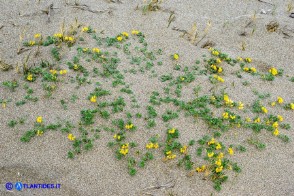 Lotus creticus (Ginestrino delle spiagge)