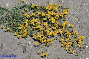 Lotus creticus (Ginestrino delle spiagge)