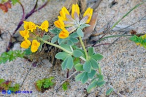Lotus creticus (Ginestrino delle spiagge)