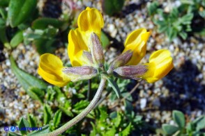 Lotus creticus (Ginestrino delle spiagge)