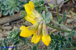 Lotus creticus (Ginestrino delle spiagge)